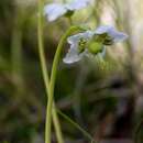 Plancia ëd Moneses uniflora (L.) A. Gray