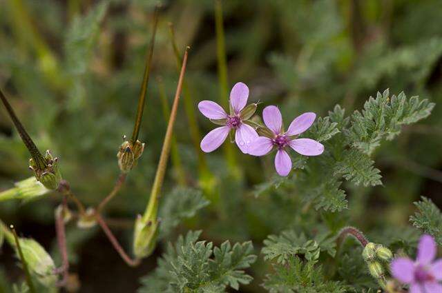 Image of stork's bill