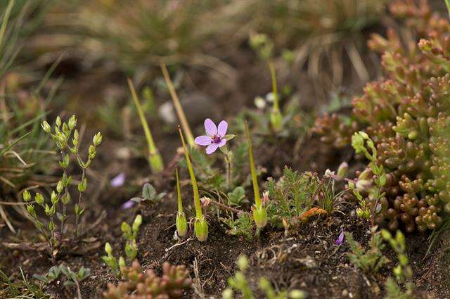 Image of stork's bill