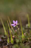 Image of stork's bill