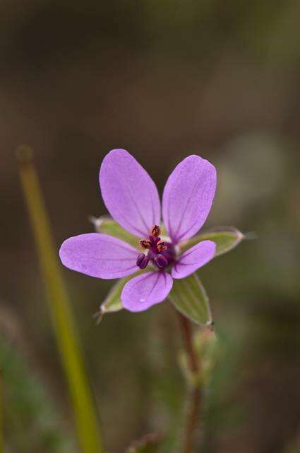 Image of stork's bill