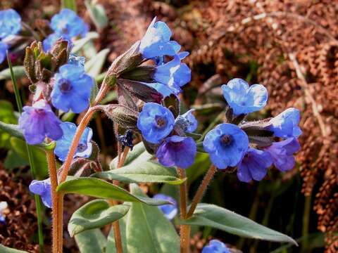 Plancia ëd Pulmonaria angustifolia L.