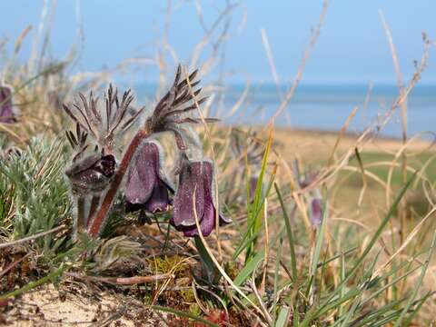 Image of pasqueflower