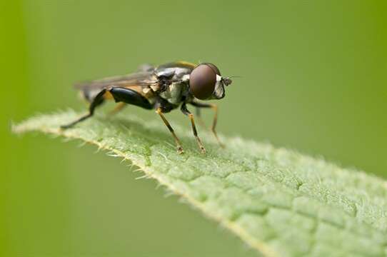 Sivun Tropidia kuva