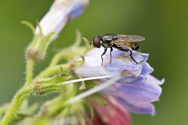 Sivun Tropidia kuva