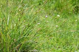 Image of distant sedge