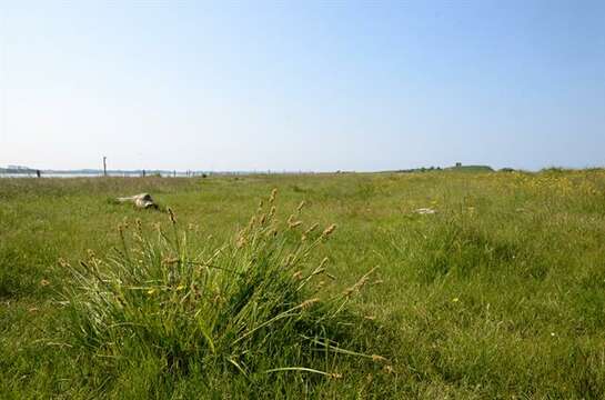 Image of Carex otrubae Podp.