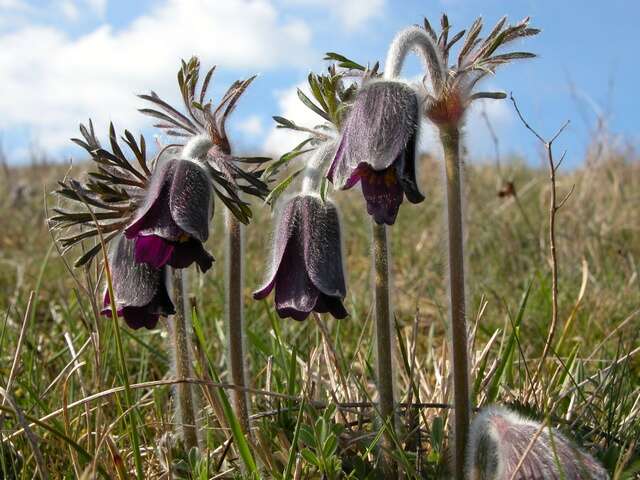 Image of pasqueflower