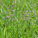 Image of Spreading Meadow-grass