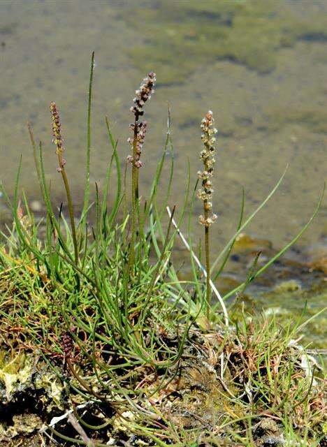 Image of arrow-grass family