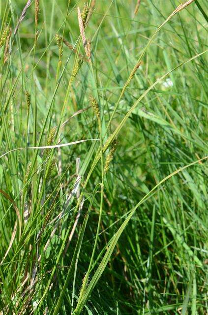 Image of distant sedge