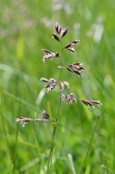 Image of Spreading Meadow-grass