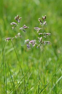 Image of Spreading Meadow-grass