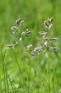 Image of Spreading Meadow-grass