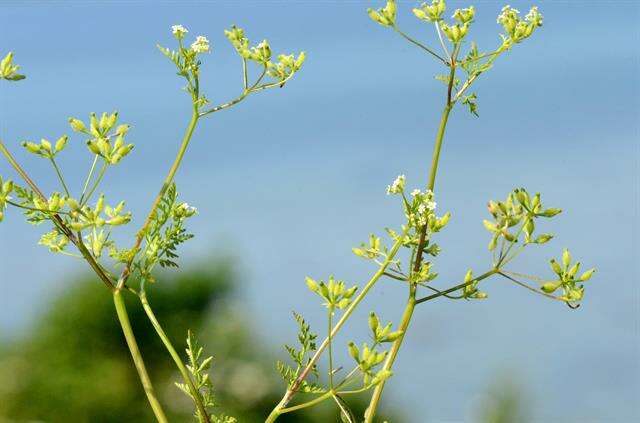 Image of chervil