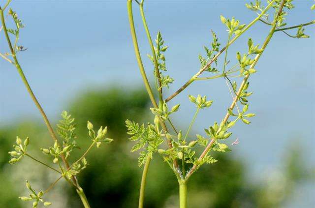 Image of chervil