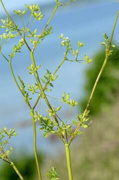 Image of chervil
