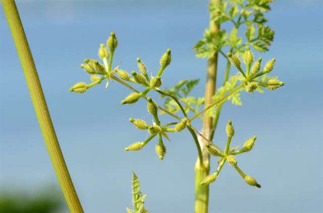 Image of chervil