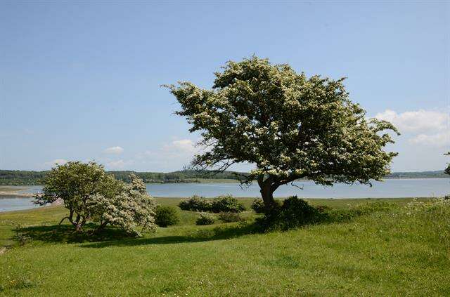 Image of Hawthorn