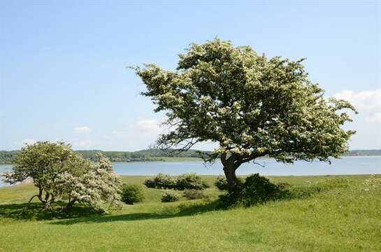 Imagem de Crataegus