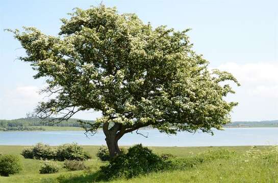 Imagem de Crataegus