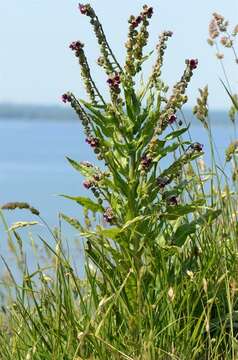 Plancia ëd Cynoglossum