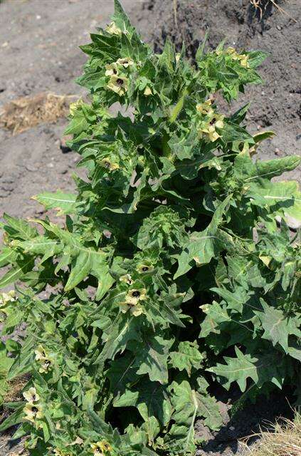 Image of henbane