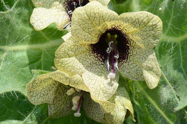 Image of henbane