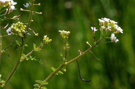 Image of yellowcress