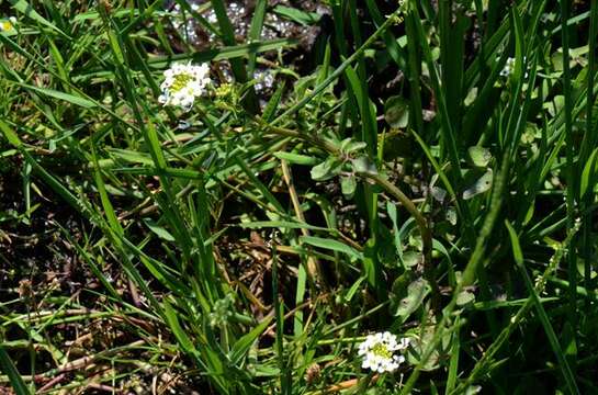 Image of yellowcress