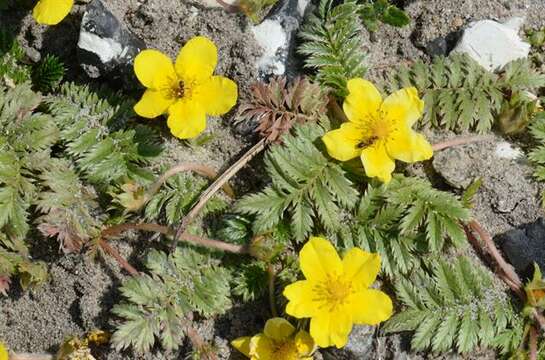 Image of silverweed