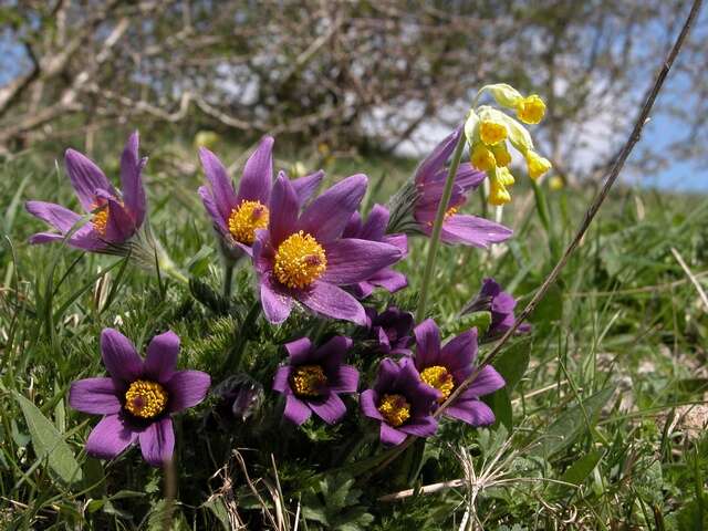 Image of pasqueflower