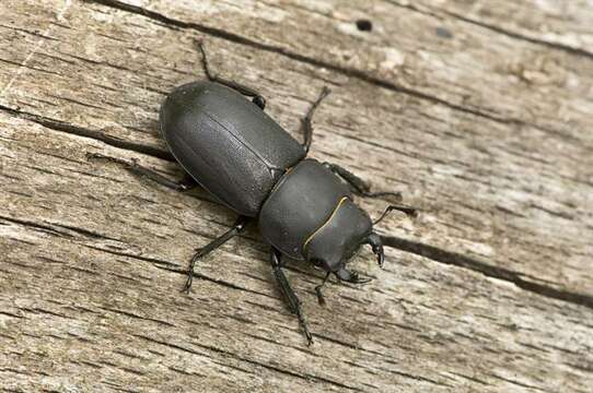 Image of Stag Beetles