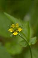 Image of avens