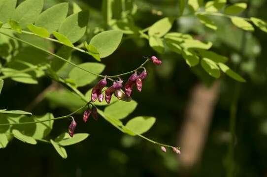 Imagem de Lathyrus niger (L.) Bernh.