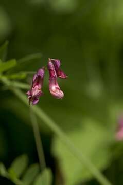 Image of Black Pea