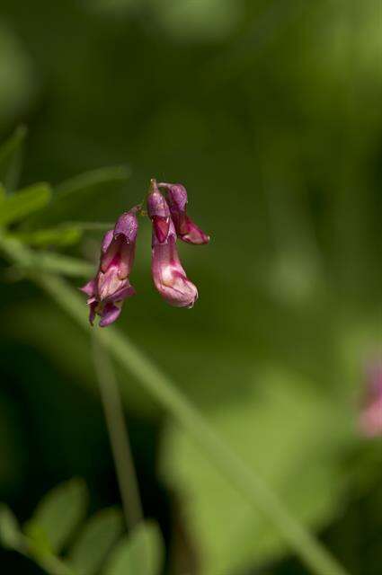 Lathyrus niger (L.) Bernh. resmi