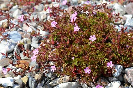 Image of Geranium purpureum Vill.