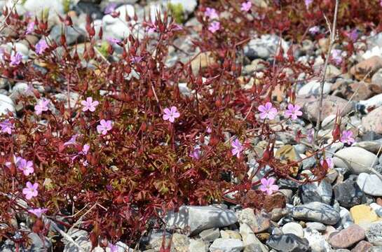 Image of Geranium purpureum Vill.