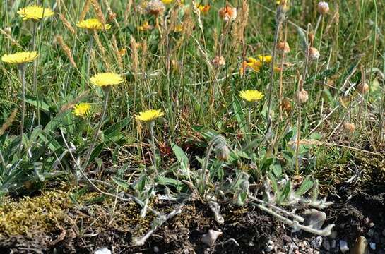 Image of Pilosella officinarum Vaill.