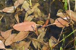 Image of Fen Pondweed