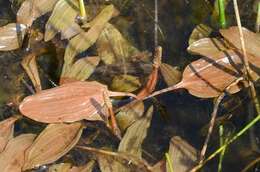 Image of Fen Pondweed