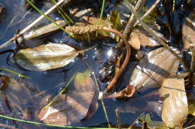 Image of Fen Pondweed