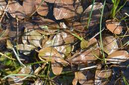 Image of Fen Pondweed