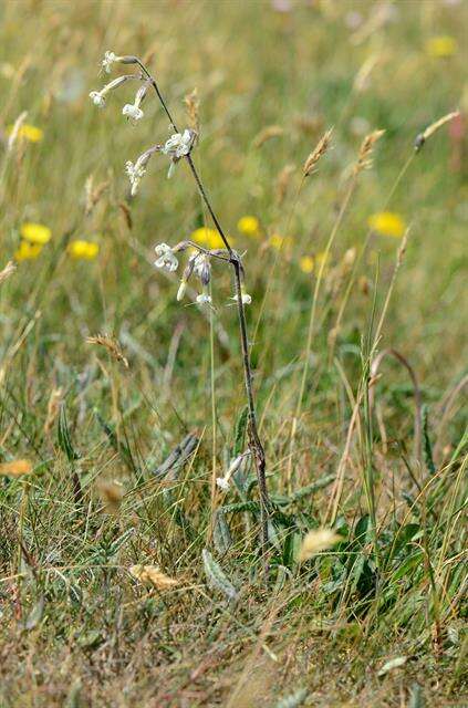 Silene nutans L. resmi