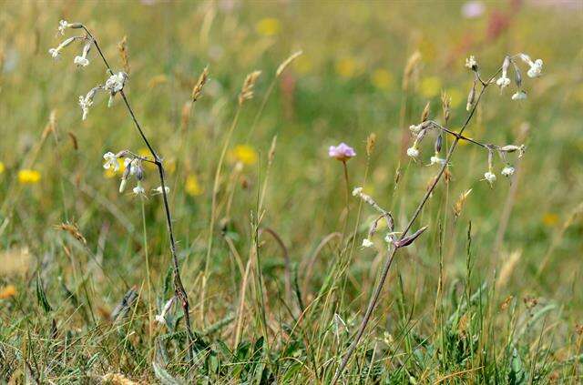 Silene nutans L. resmi