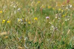 Silene nutans L. resmi