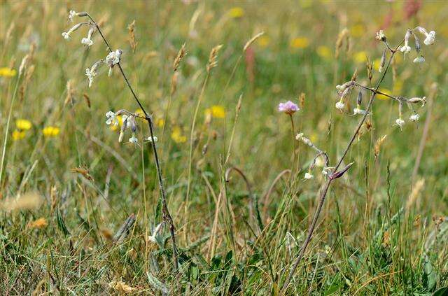 Silene nutans L. resmi