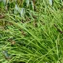 Слика од Carex montana L.