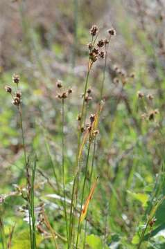 Image of common woodrush